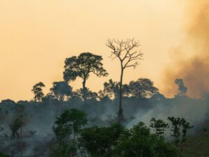 Lire la suite à propos de l’article Une collection de photos soutient la reforestation en Amazonie