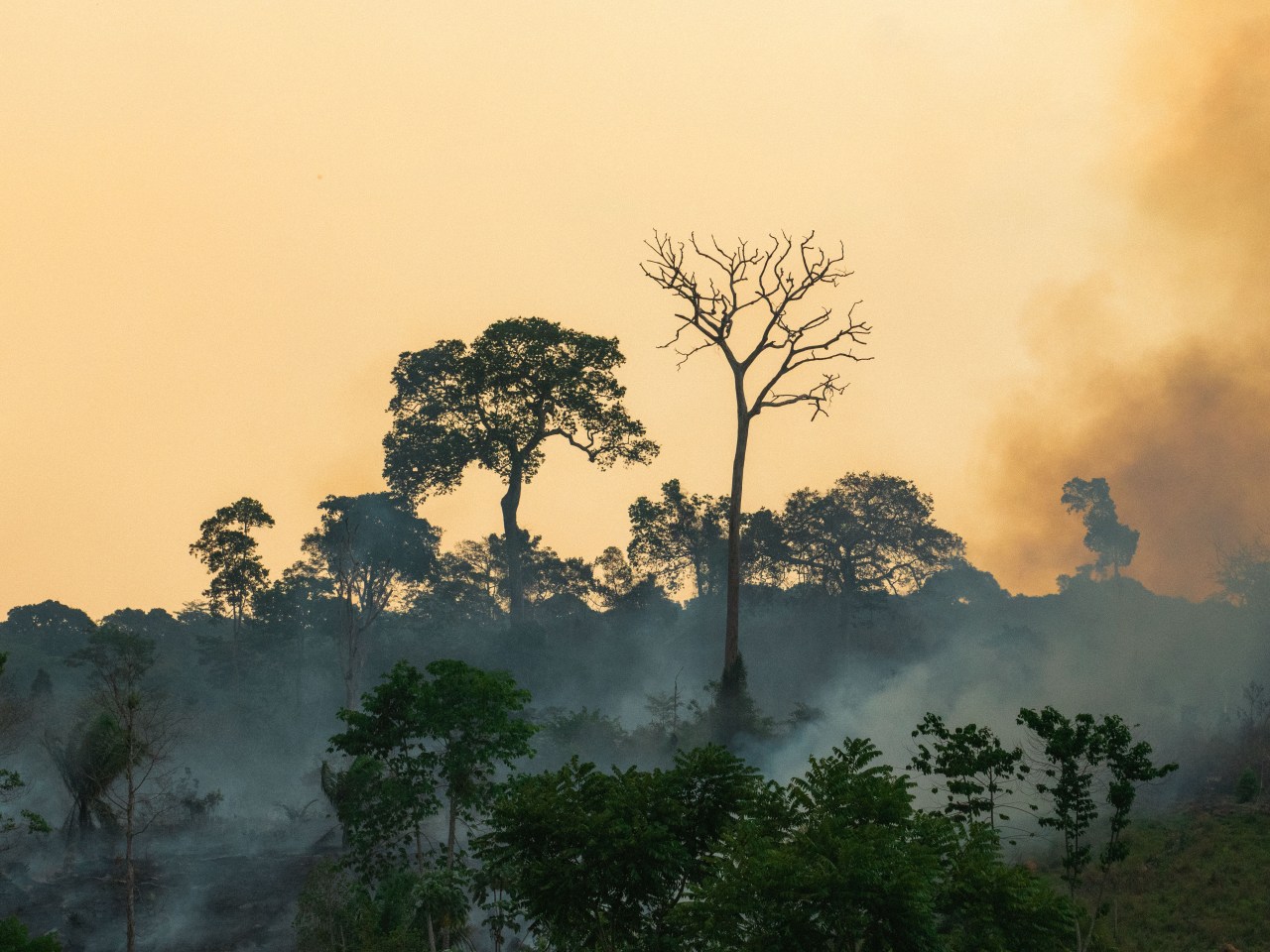 Une-collection-de-photos-soutient-la-reforestation-en-Amazonie