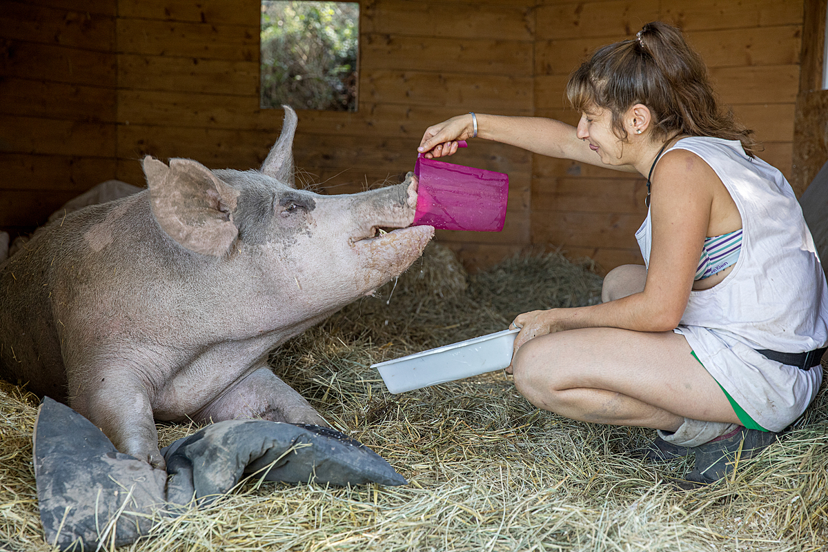, Dans les sanctuaires animaliers, les militants végétaliens imaginent un monde meilleur