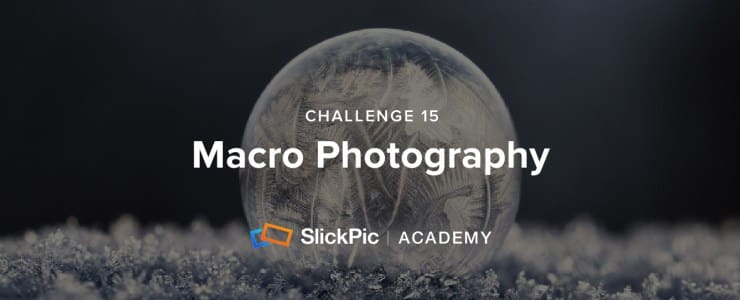 Lire la suite à propos de l’article Défi Photographie SlickPic : Macro – (Site service photographie aérienne)